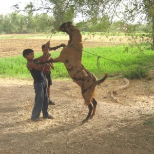Breeding Buck Sirohi