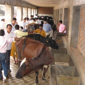 Dairy Training