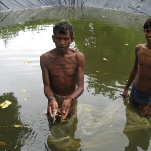 Fish Cultivation in Water Pond