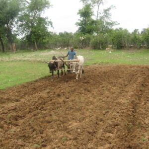 Ploughing with Bullock