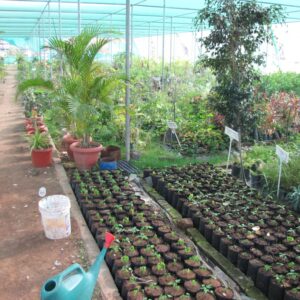 Unit Nursery Demonstration Unit at KVK