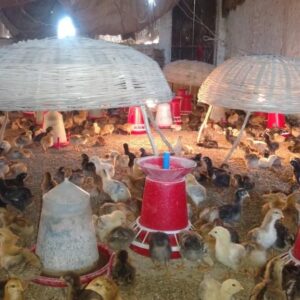 Unit Poultry Brooding