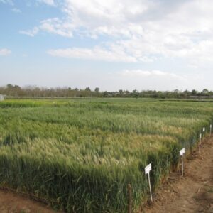 Unit Wheat Crop Museum at KVK Instructional Farm