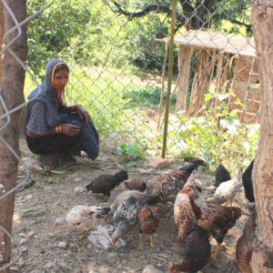 VBKVK_STC 1 - Demonstration for Backyard Poultry for Nutrition and Additional Income