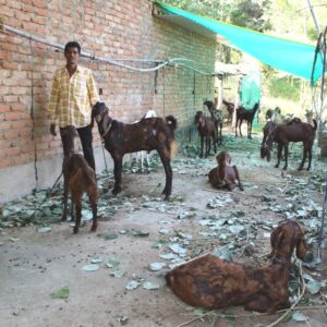 VBKVK_STC 2 - Demonstration of Breeding Bucks for upgradato of local non-descript breed