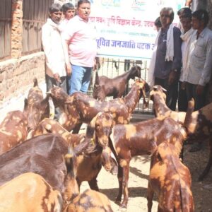 VBKVK_STC 3 - Demonstration of Breeding Bucks for upgradato of local non-descript breed 1