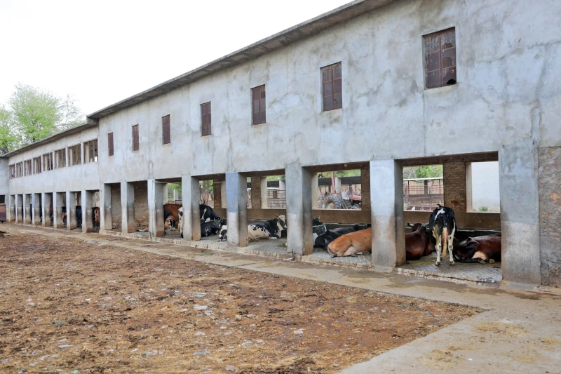 VBKVK Dairy unit