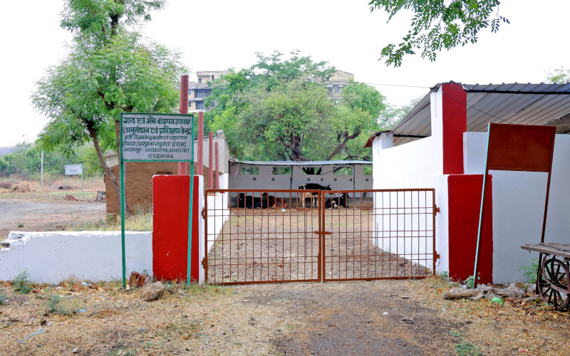 VBKVK Goat & cow farming