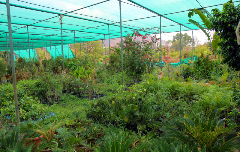 VBKVK Nursery Plant