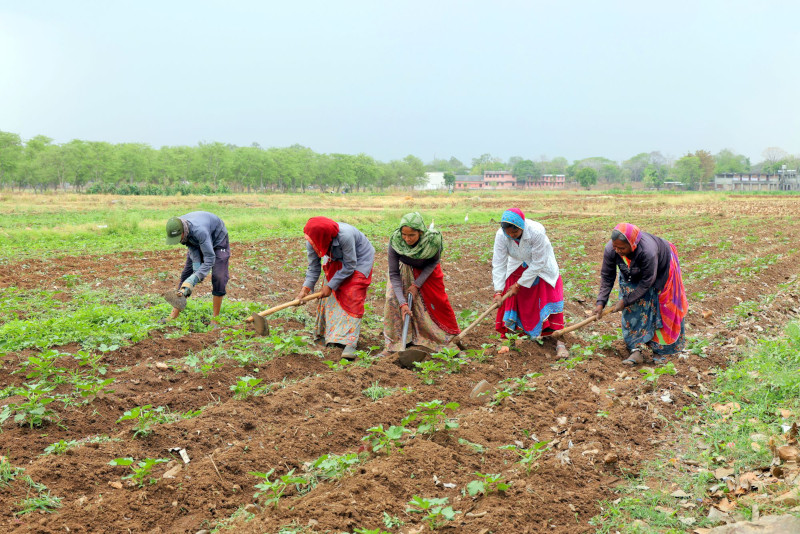 VBKVK farming